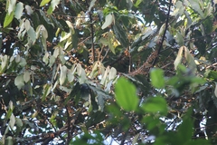 Knema attenuata